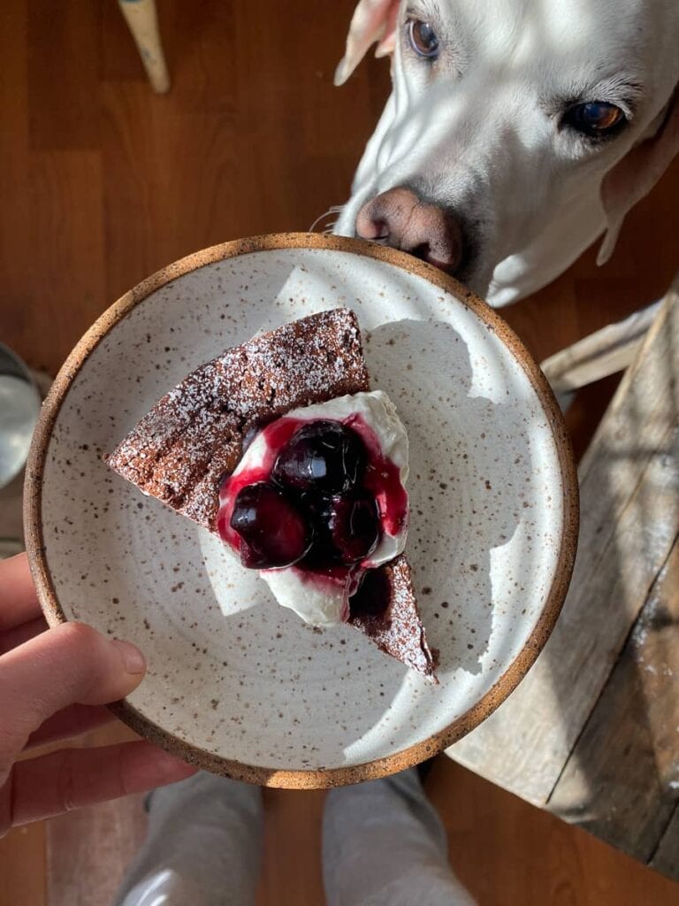 a slice of flourless chocolate cake topped with whipped cream and cherry sauce. A Pointer peeking at the plate from behind