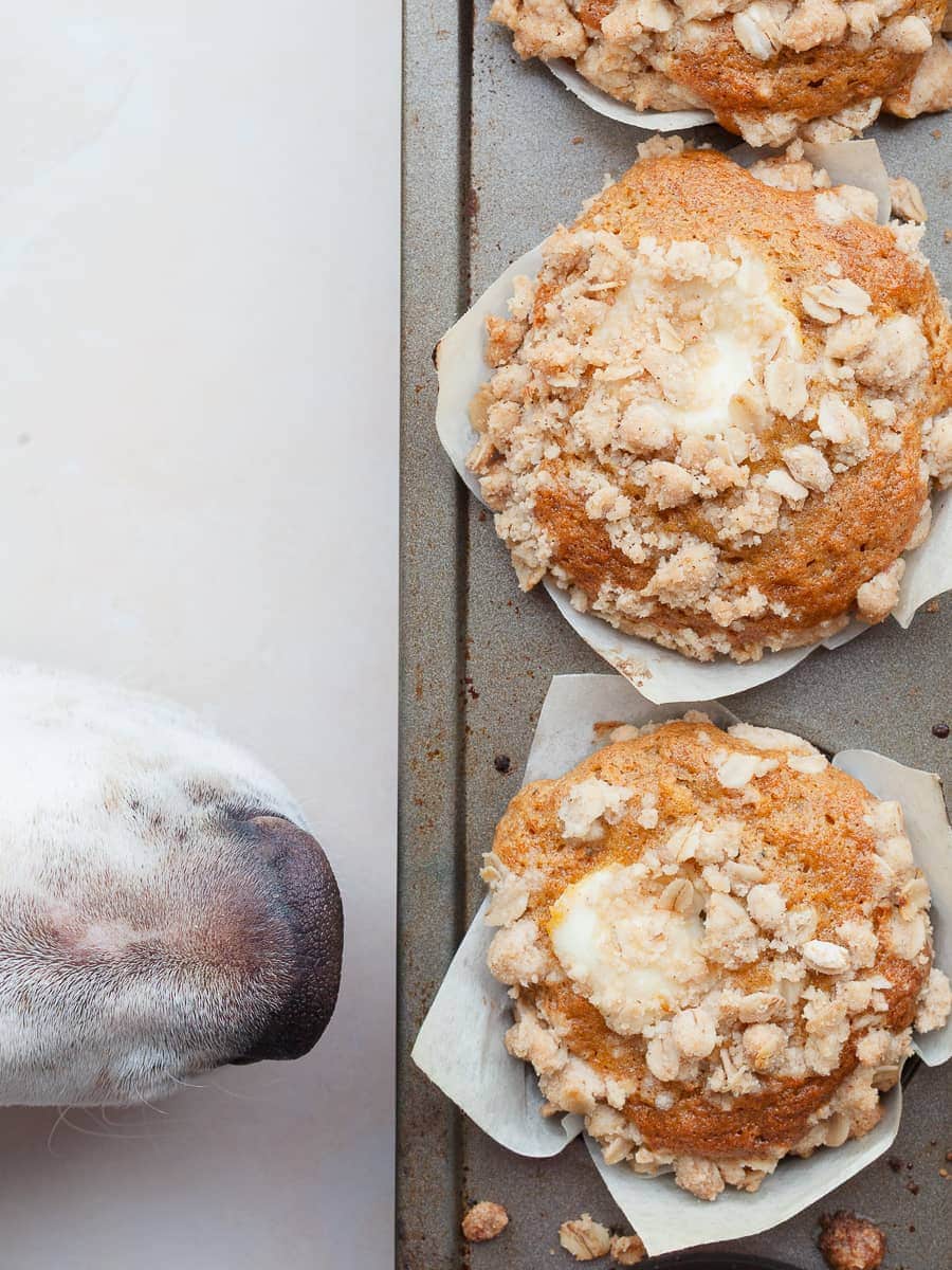a pointer nose trying to touch gluten free carrot cake muffins with cream cheese filling in a muffin tin